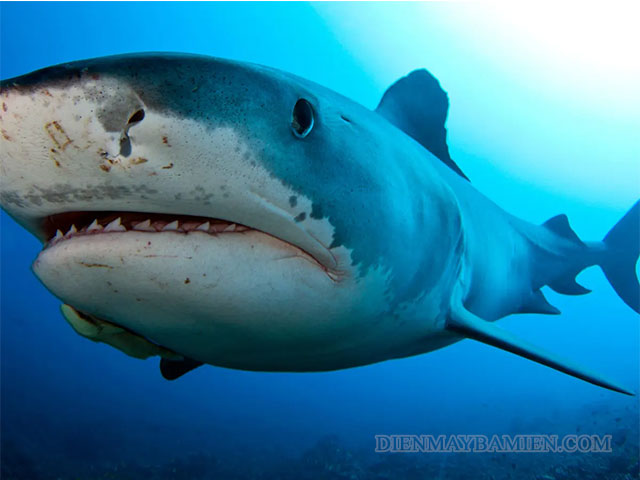 Shark thường được hiểu với ý nghĩa thuần túy là cá mập